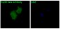 Anti-Hsp90 beta HSP90AB1 Rabbit Monoclonal Antibody